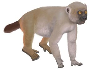 Hadropithecus Stenognathus.