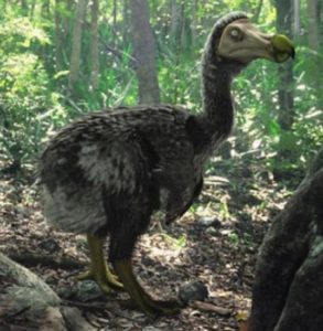 Dodo. Reconstrucción.