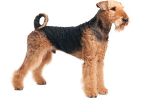 Airedale Terrier.