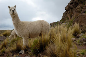 Alpaca.