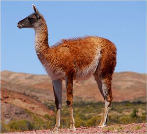 Guanaco.