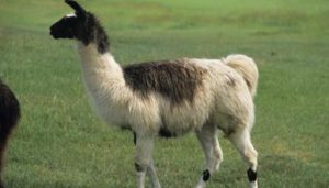 Llama.