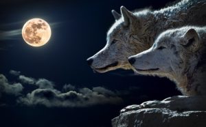 Lobos y Luna.