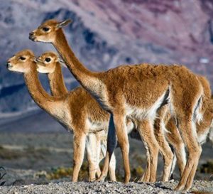 Vicuñas.