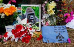 Memorial Harambe.