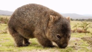 Wombat.